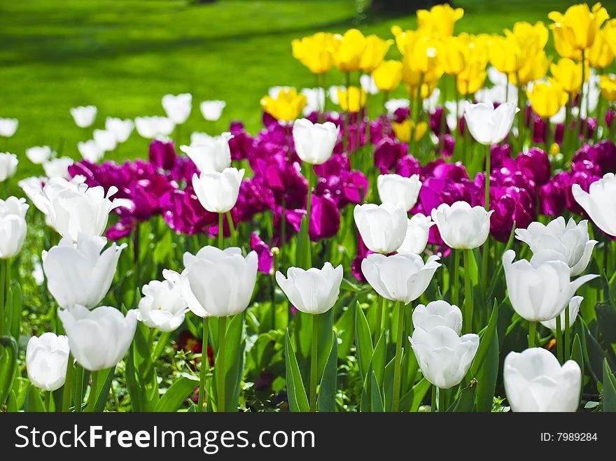 Beautiful white, red and yellow tulips in field with green grass in the background. Beautiful white, red and yellow tulips in field with green grass in the background