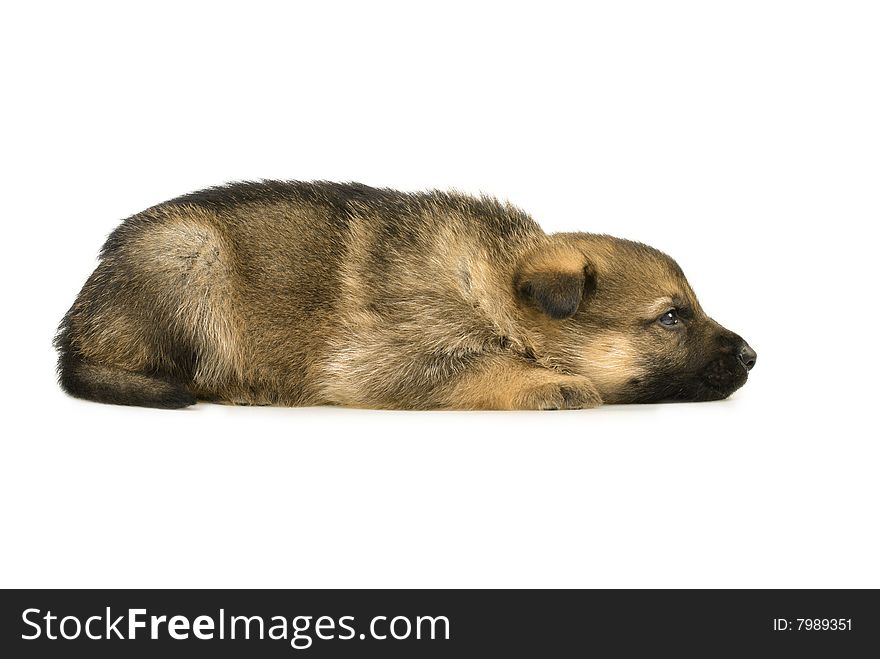 Germany sheep-dog puppy isolated on white background. Germany sheep-dog puppy isolated on white background