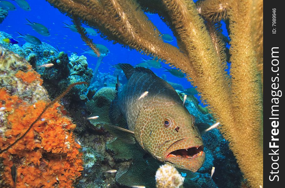 Tiger grouper at cleaning station on coral reef
