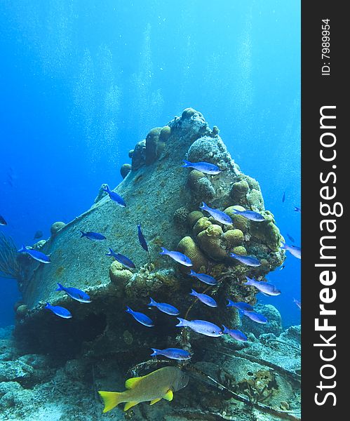 Coral reef scene on the island of bonaire