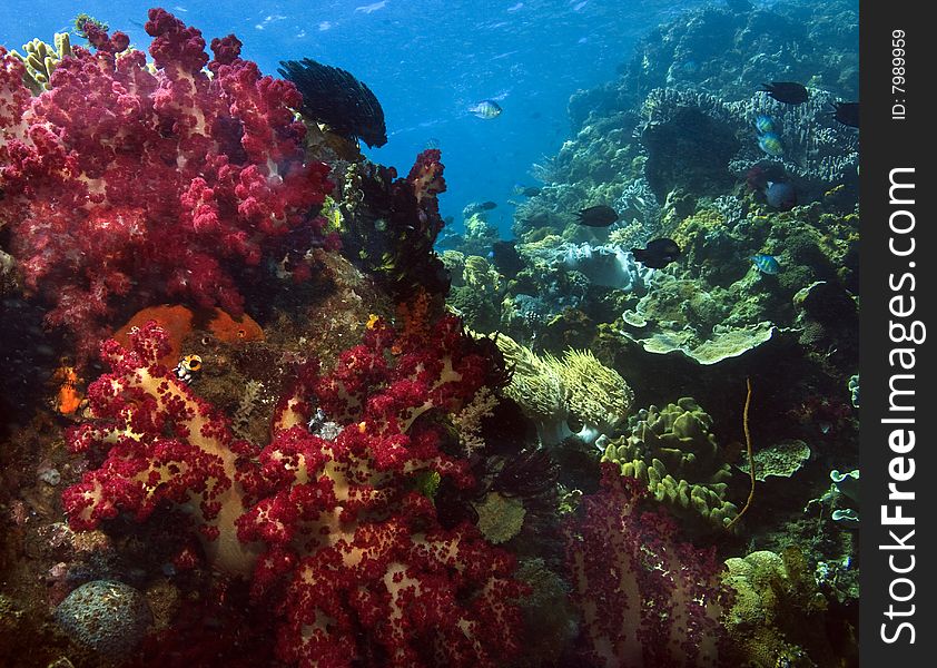 Underwater Coral reef scene of soft corals in the indo pacific