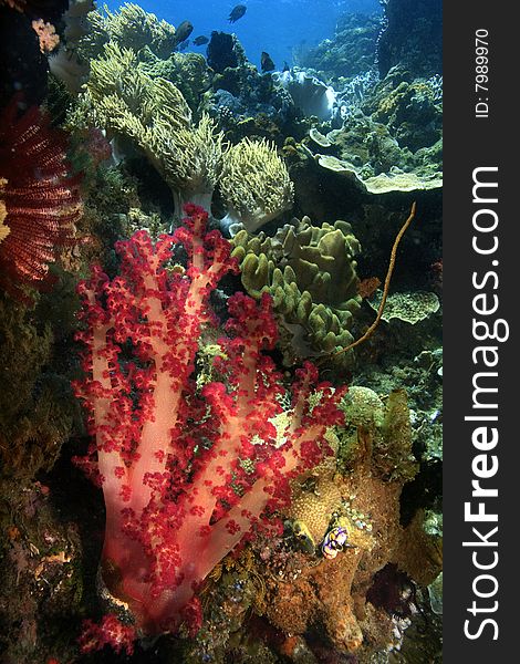 Underwater Coral reef scene of soft corals in the indo pacific