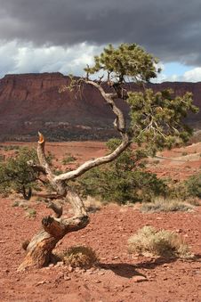 Tree In Capitol Reef Royalty Free Stock Photo