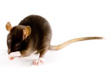 Brown Rat Stock Image Brown Rat Stock Image