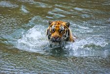 Siberian Tiger In Water Royalty Free Stock Photo Siberian Tiger In Water Royalty Free Stock Photo