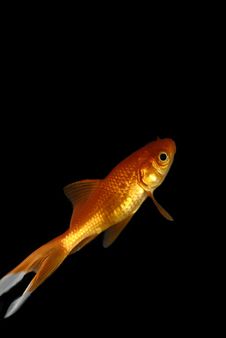 Goldfish Stock Photos Goldfish Stock Photos