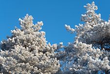 Snow-covered Branches Of Winter Trees Stock Photo Snow-covered Branches Of Winter Trees Stock Photo