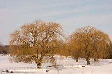 Large Willow Trees In Winter Royalty Free Stock Photography Large Willow Trees In Winter Royalty Free Stock Photography