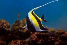 Moorish Idol Stock Images Moorish Idol Stock Images