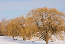Large Willow Trees In Winter Stock Photography Large Willow Trees In Winter Stock Photography