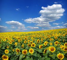Sunflower Field Stock Photo Sunflower Field Stock Photo