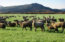 Sheep In Field Stock Image