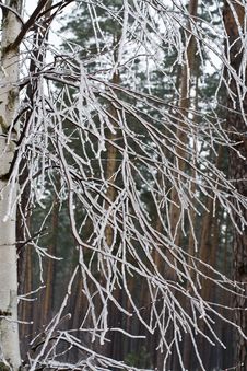 Ice-covered Branches Royalty Free Stock Photography Ice-covered Branches Royalty Free Stock Photography
