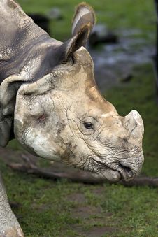 Rhinoceros Covered In Mud Royalty Free Stock Photo