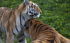 Two Tigers Playing With Each Other Royalty Free Stock Photography