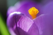 Crocus Royalty Free Stock Photos Crocus Royalty Free Stock Photos