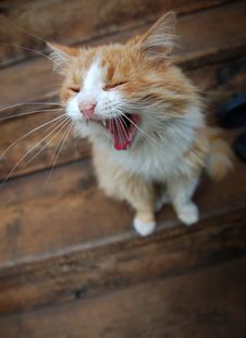 Yawning Cat Stock Photos
