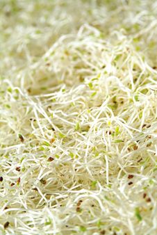 Green Bean Sprout In China Royalty Free Stock Photo Green Bean Sprout In China Royalty Free Stock Photo