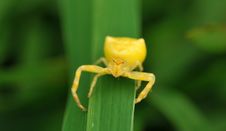 Yellow Spider Stock Image Yellow Spider Stock Image