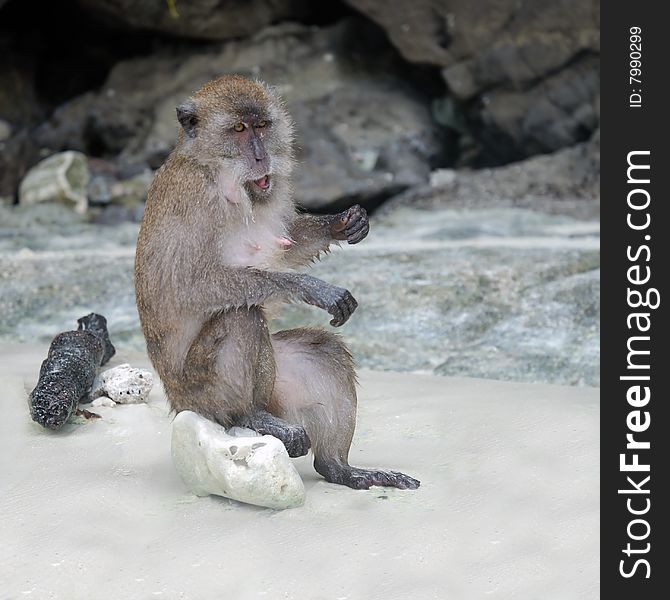 Monkey enjoy eating in thailand