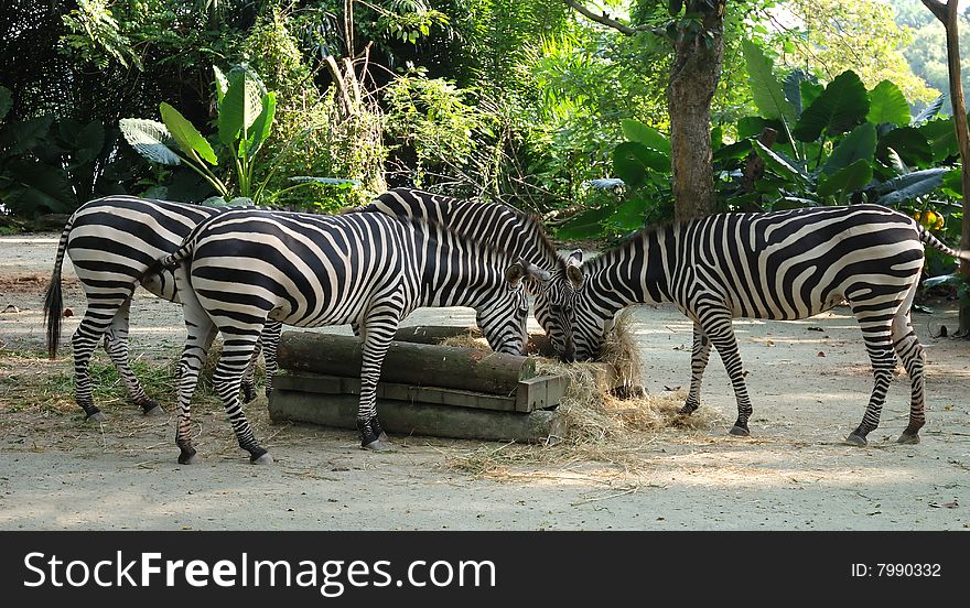 Zebras feeding at a Zoo