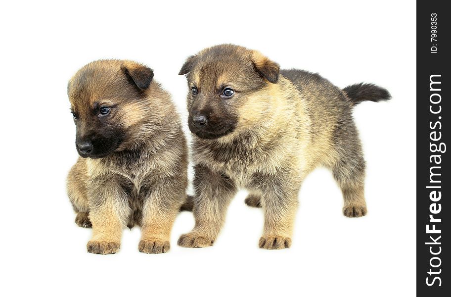 Two Sheep-dogs Puppys