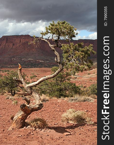 Tree In Capitol Reef