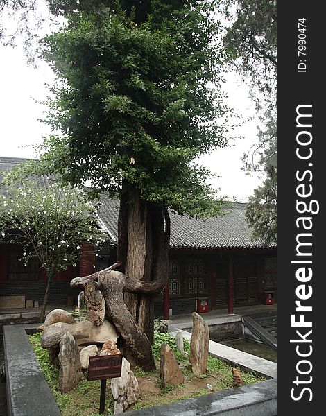 A Tall and straight thousands-year-old trees in Shaolin Temple. A Tall and straight thousands-year-old trees in Shaolin Temple