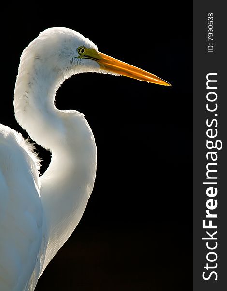 Close up of Great White Egret, Florida