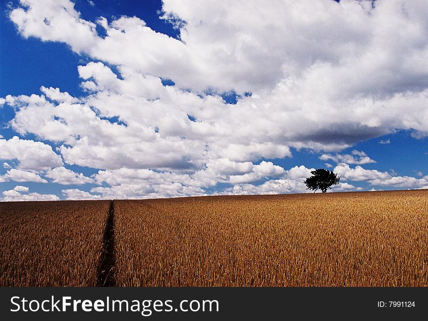 Field - country, tree in country. Field - country, tree in country