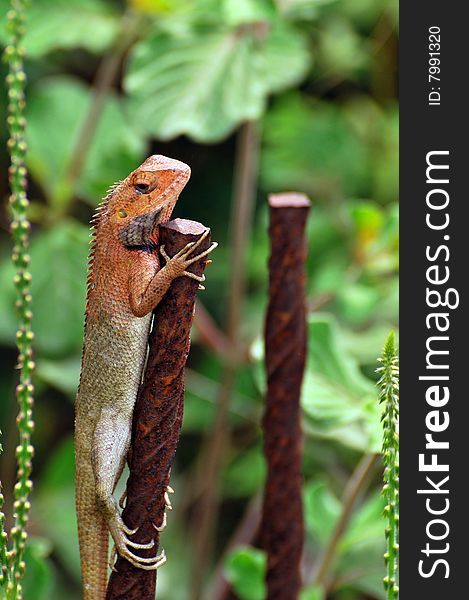 Chameleon sticking to metal rod.