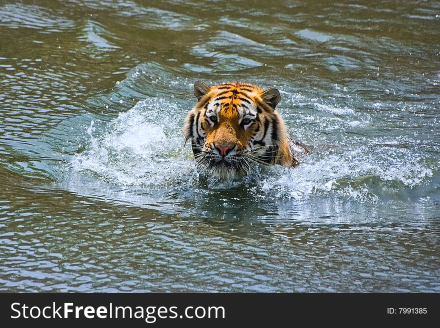 Siberian Tiger In Water