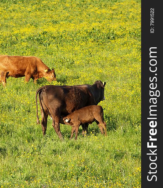 Cow and calf in field