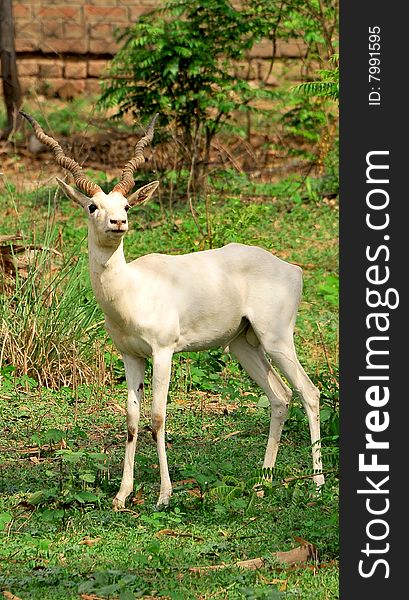 White chinkara deer standing in wild.