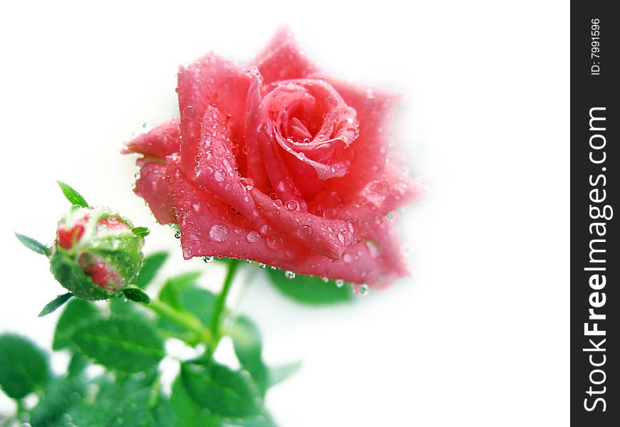 Pink rose with bud and drops isolated on white