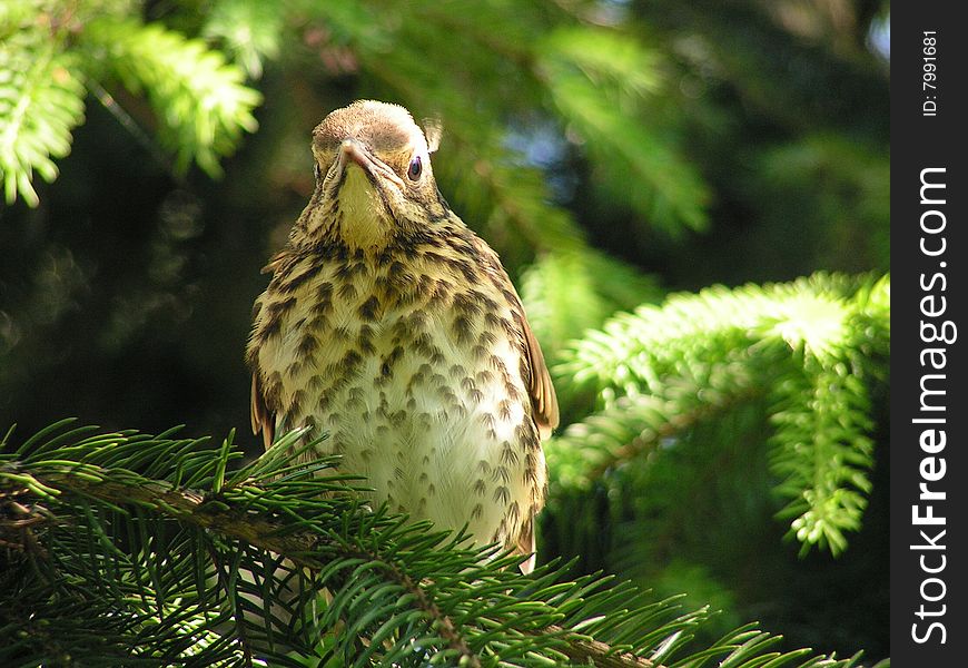 Little beautiful thrush on spruce front view. Little beautiful thrush on spruce front view