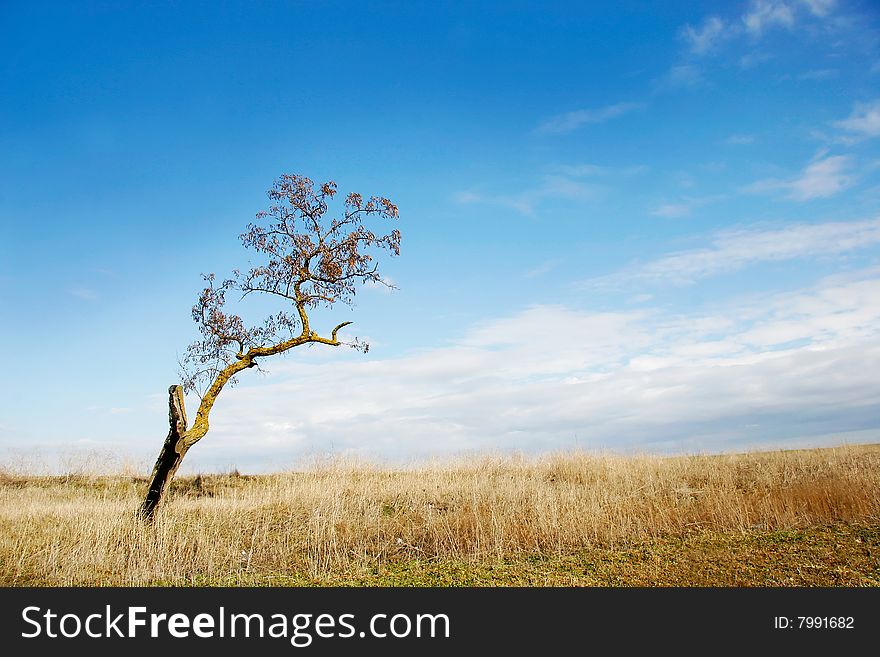 Alone tree on sky background