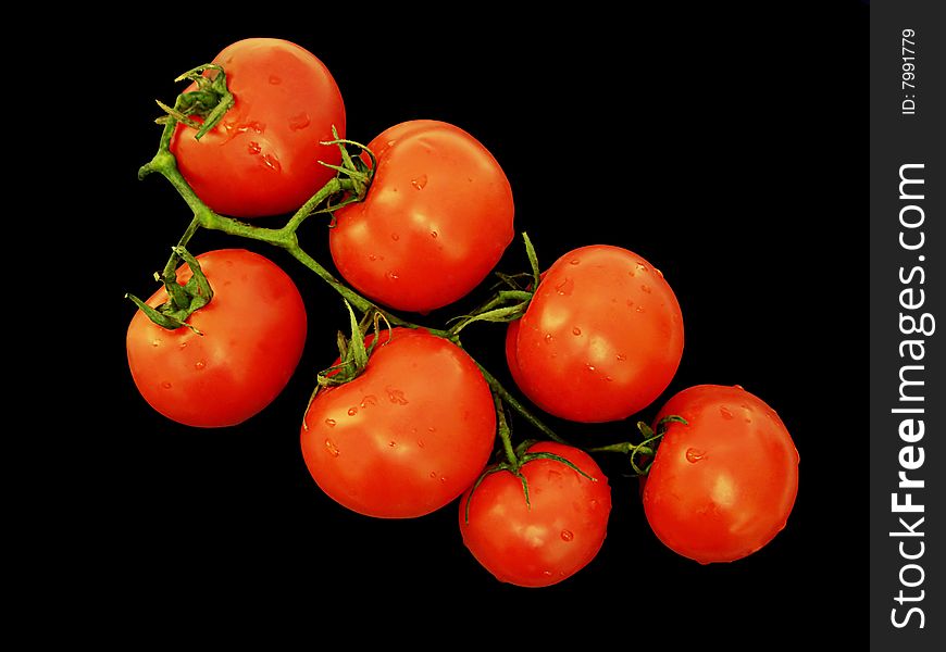 Branch of tomatoes with drops on black background. Branch of tomatoes with drops on black background.