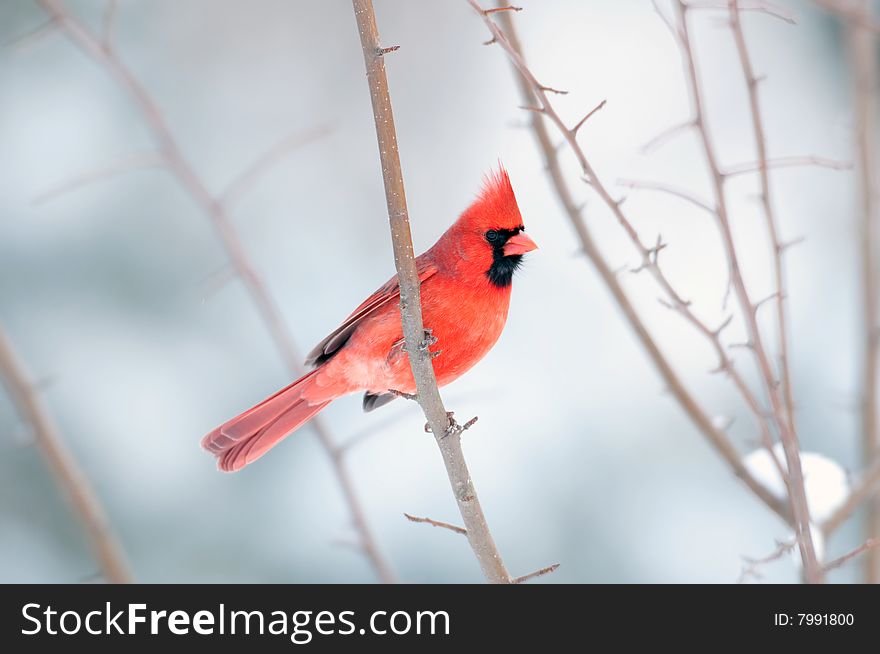 Cardinal Perched In A  Tree