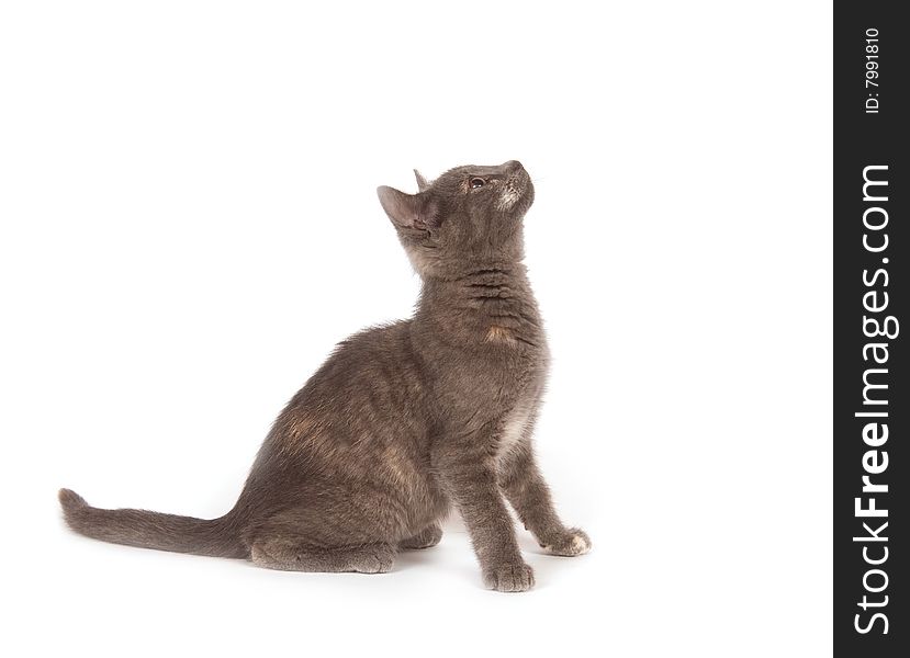 A gray kitten looks up and to the right on a white background. A gray kitten looks up and to the right on a white background