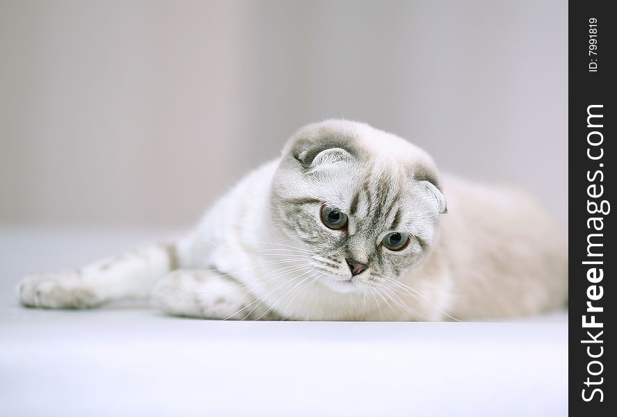 Kitten with blue eyes.