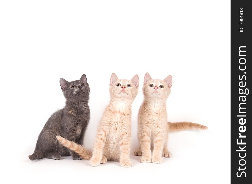 Three kittens on a white background