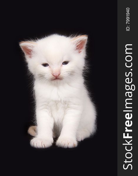 A white kitten sitting on a black background. A white kitten sitting on a black background