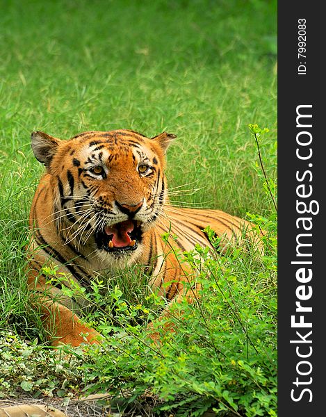 Bengal tiger sitting in green grass.