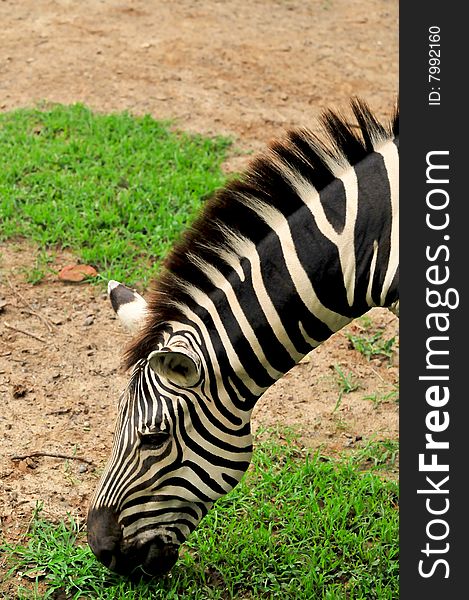 Zebra looking great in wild.