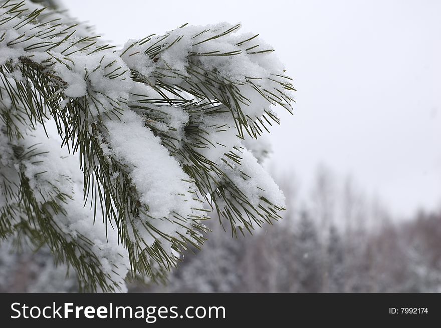Pine Under Snow