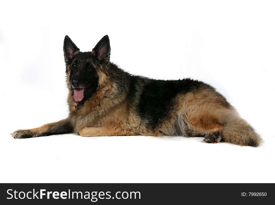 Big mixed breed dog laying on stomach with tongue out