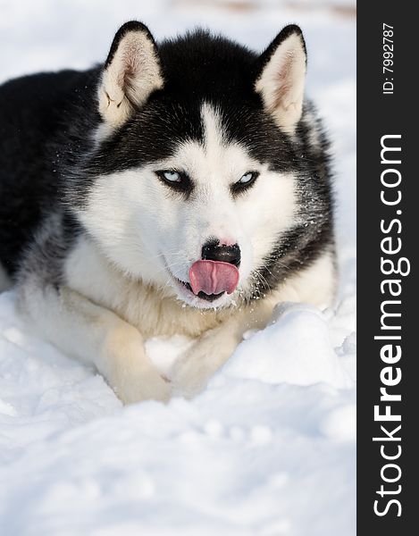 Husky dog licking his chops with tongue