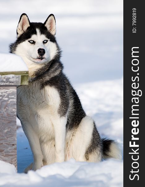 Husky dog sitting near his doghouse