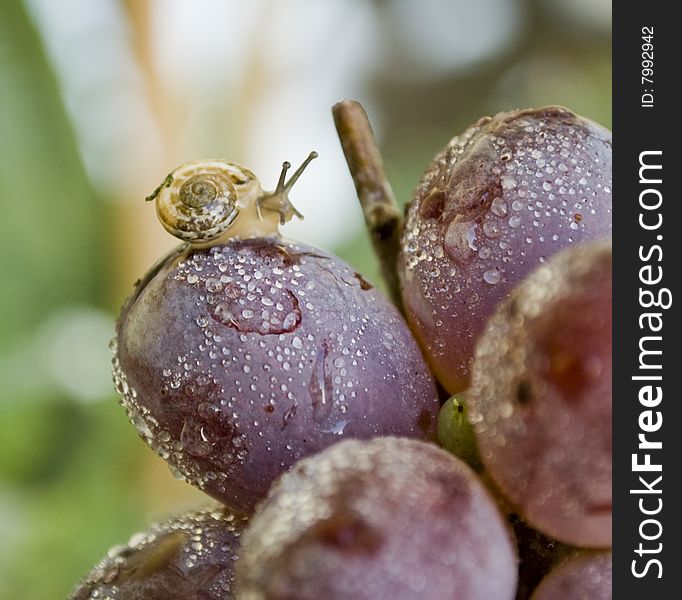 The Snail Of Grapes